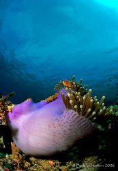 Anemone & Fish in RA by Dr Bob Whorton 